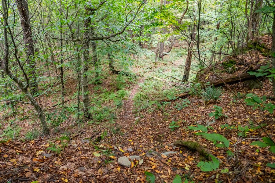 descending cabot mountain to beech hill road on the Touch-Me-Not Trail