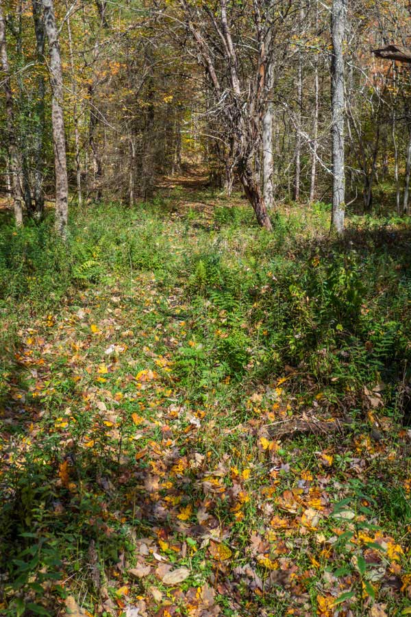 Beginning of the Campbell Mountain Trail