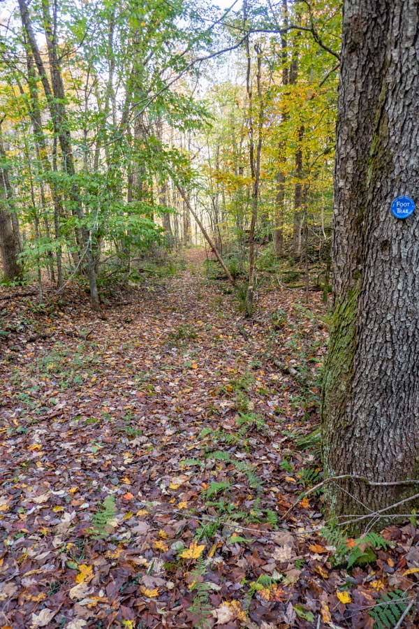 Beginning of the Campbell Mountain Trail