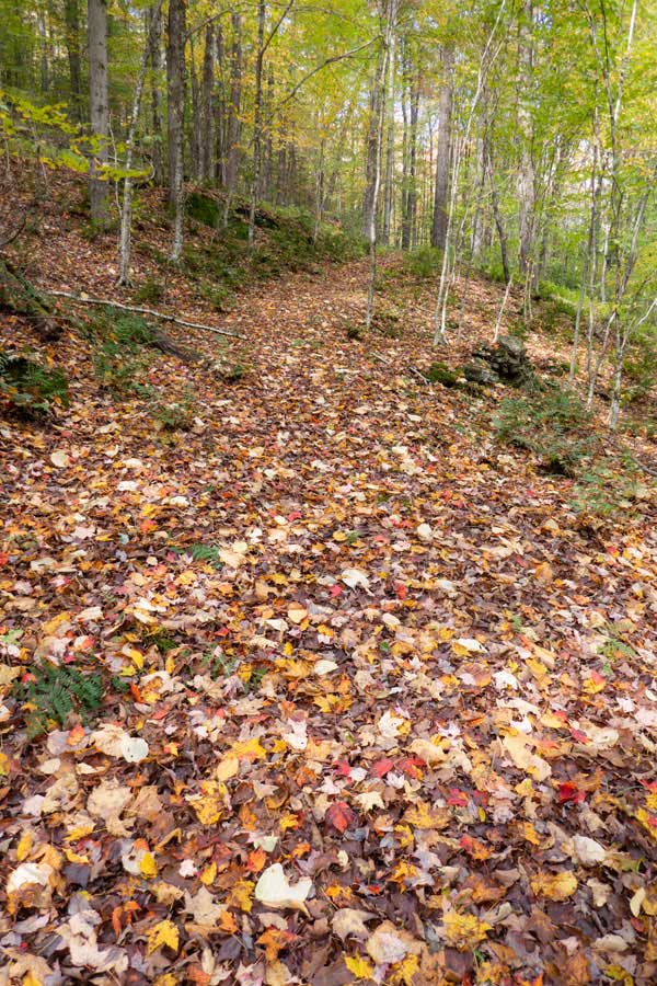 spur section between the old Little Spring Brook Trail and Mill Hollow Road, which is now the Campbell Mtn Trail