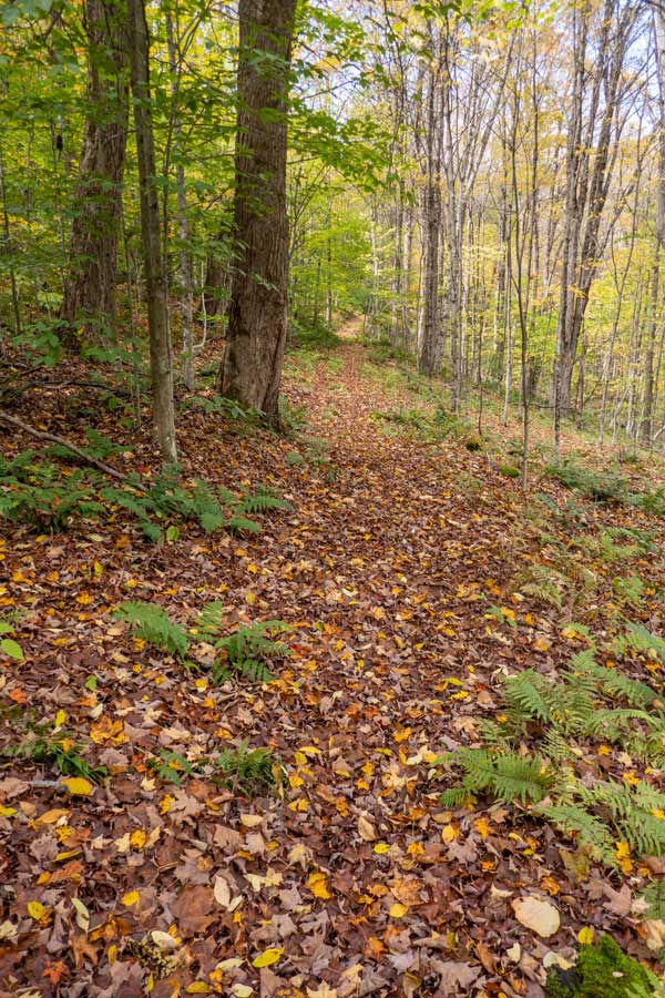 Long straight section of the eastern part of the Campbell Mountain Trail