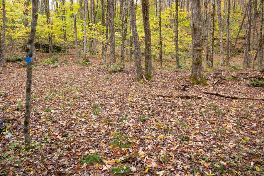 The Campbell Mountain Trail turns left onto the old Miller Hollow Road