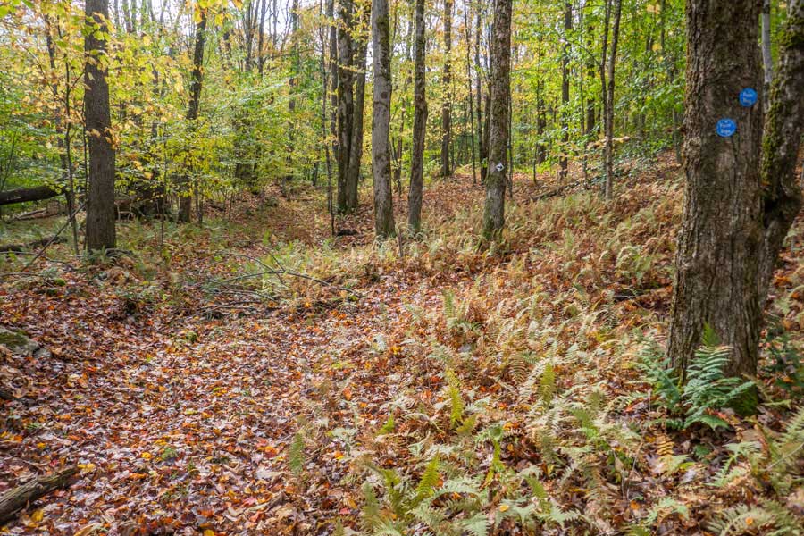 leave the old Miller Hollow Road on the Campbell Mountain Trail