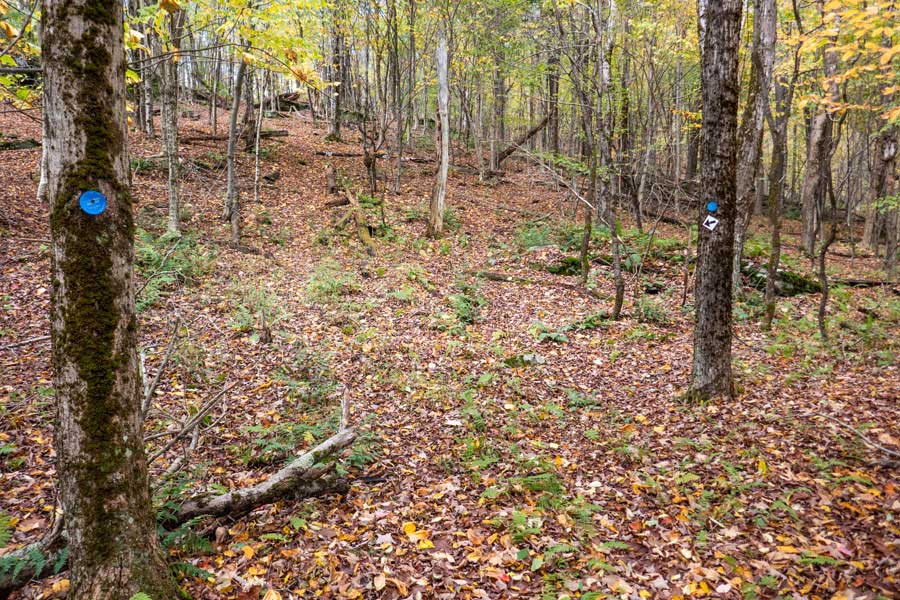 climbing up the base of Brock Mountain on the Campbell Mountain Trail.