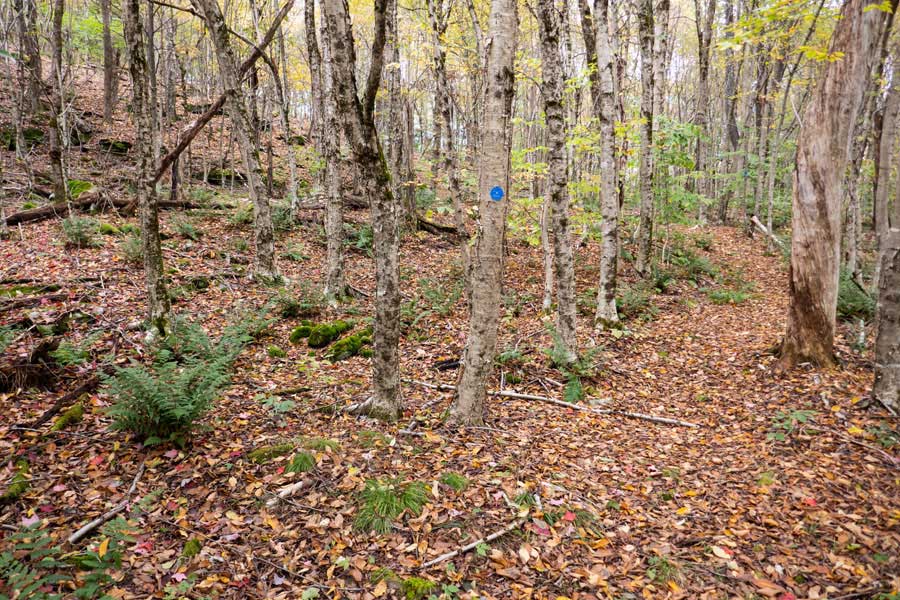 climb up from Fat Rock to the summit of Brock Mountain on the Campbell Mountain Trail