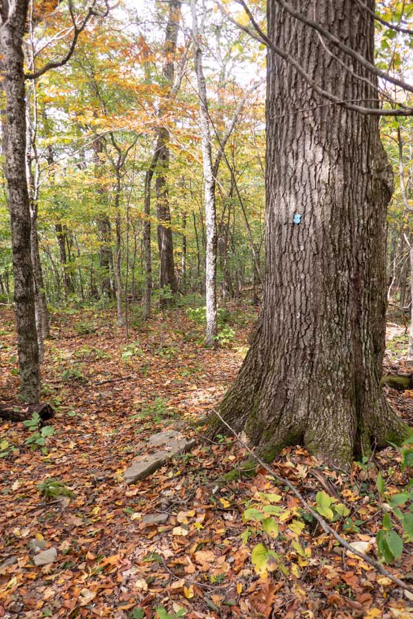 another large monster tree on the Campbell Mtn Trail