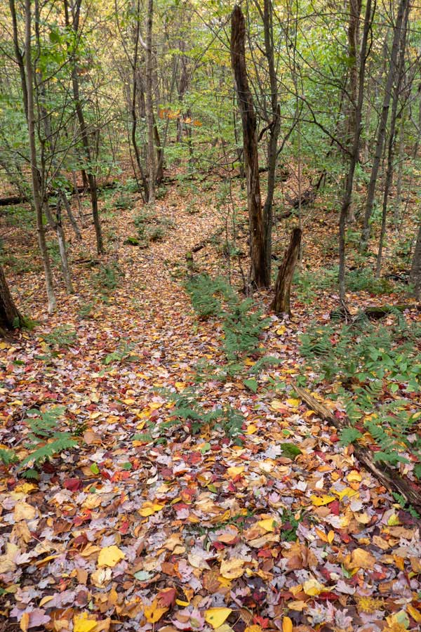after Brock Mountain the trail descends in elevation on the Campbell Mountain Trail