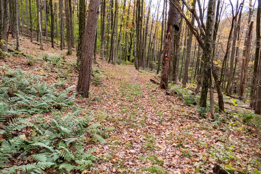 Western section of the Campbell Mountain Trail down to Cat Hollow Creek