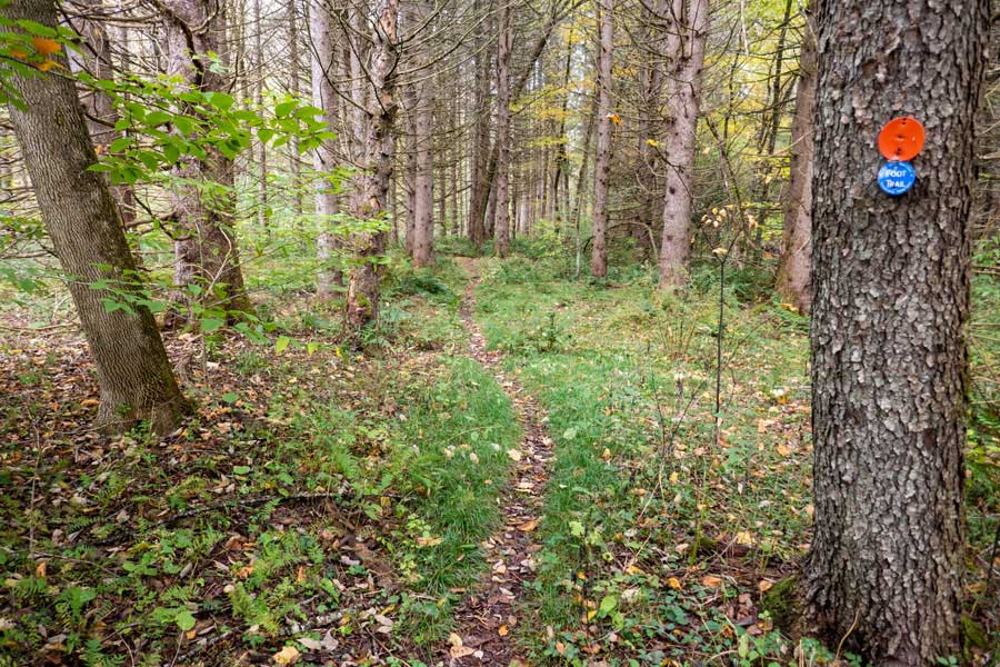 The western section of the Campbell Mountain Trail following the Cat Hollow Creek