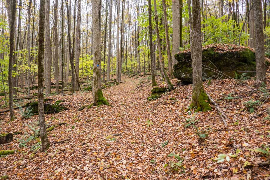 Campbell Mtn Trail between Hog Hollow Trail and Campbell Mtn Lean-to
