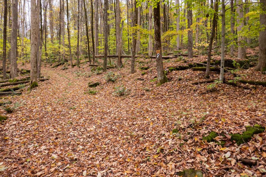 Trail Junction of the Campbell Mtn Trail and Hog Hollow Trail