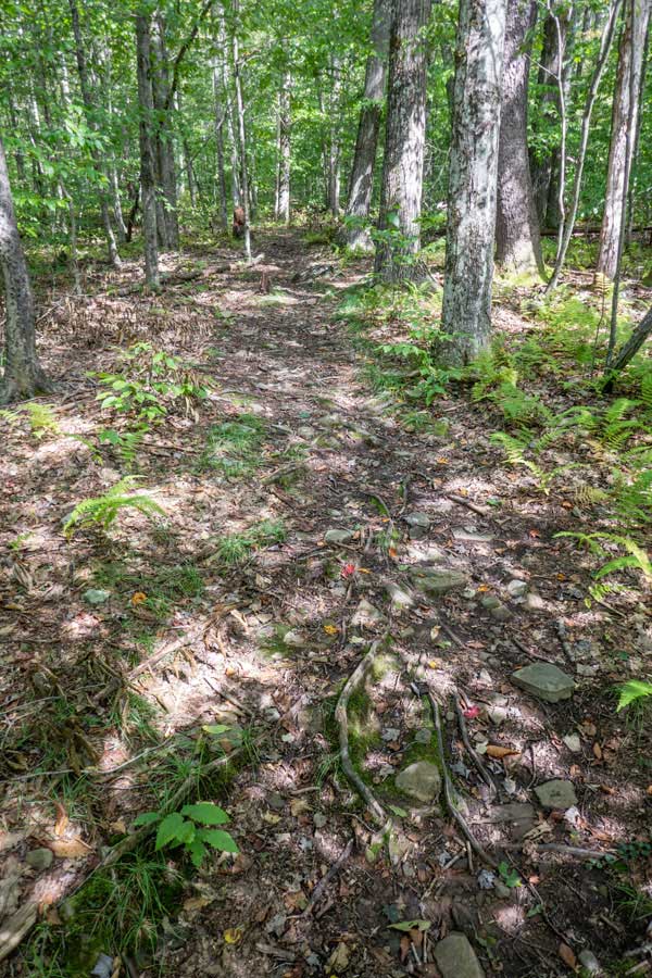 Beginning of the Little Pond Campground Trail