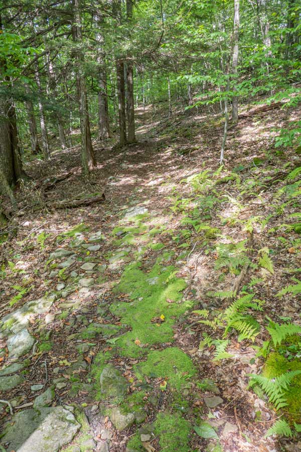 Beginning of the Little Pond Campground Trail