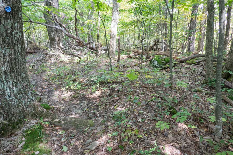 The summit of Touch-Me-Not Mountain on the Little Pond Campground Trail