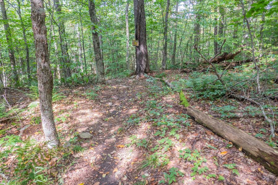 Trail Junction for Little Pond Campground Trail and Touch-Me-Not Trail