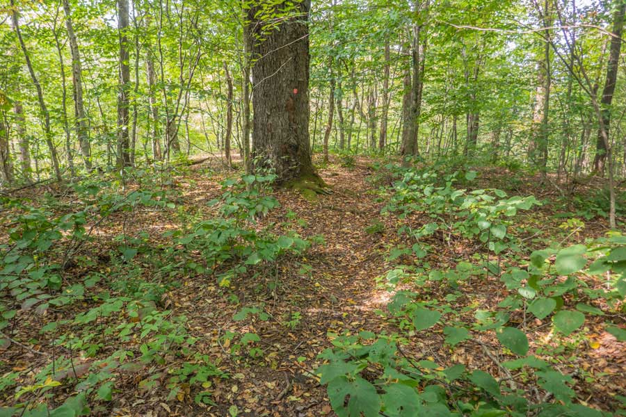 col between Touch-Me-Not Mountain and Cabot Mountain on the Touch-Me-Not Trail.