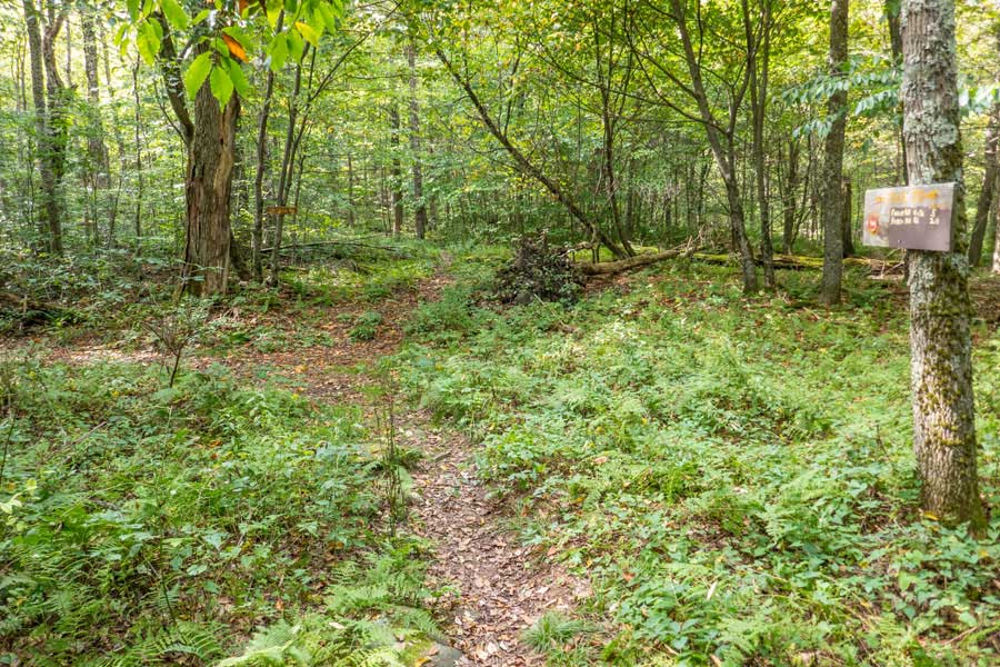 Trail Junction for the Little Pond Trail