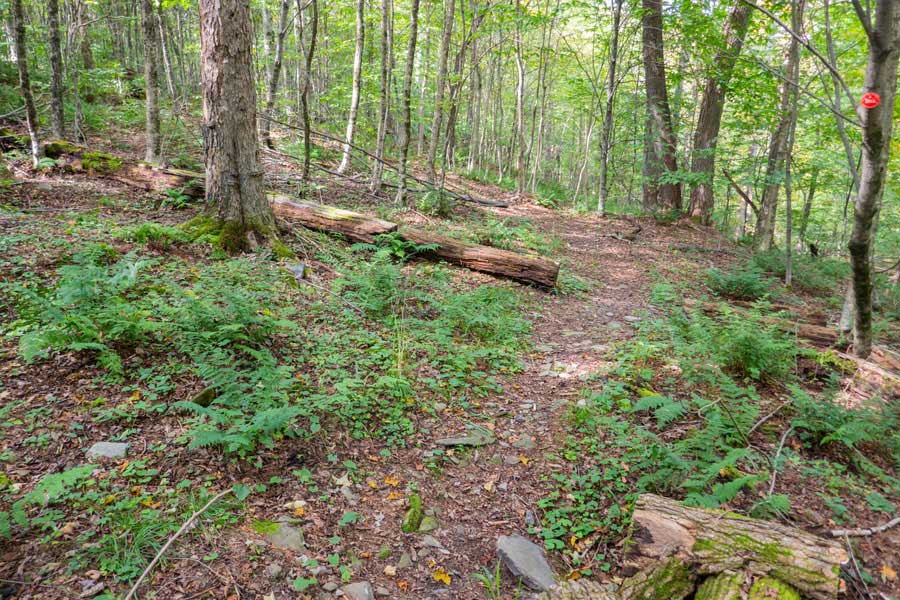hiking towards the easterly base of Cabot Mountain on the touch-me-not trail