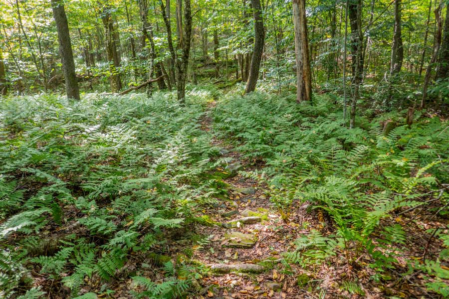 approaching the summit region of Cabot Mountain in a fern glade