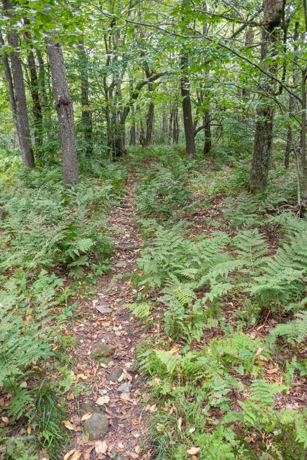 the Touch-Me-Not trail approaching Cabot Mountain Summit