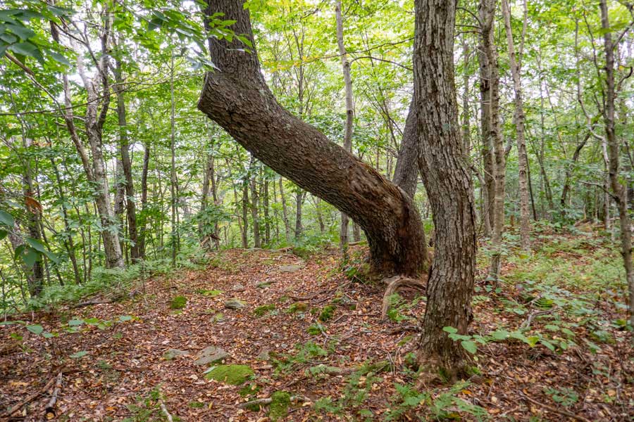 Summit of Cabot Mountain in the Delaware Wild Forest