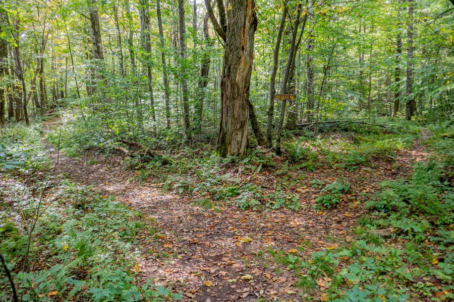 Trail Junction for the Little Pond Trail off of Touch-Me-Not Trail.