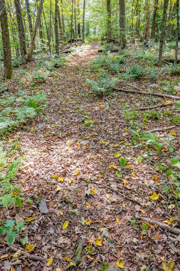 beginning of the northern end of the Little Pond Trail