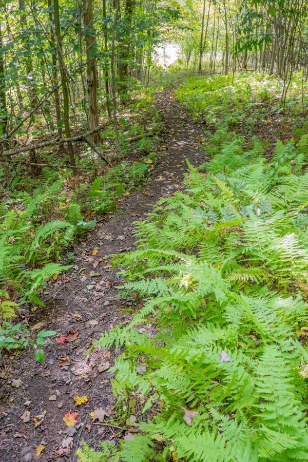 Little Pond Trail approaching the Beaverkill Vista