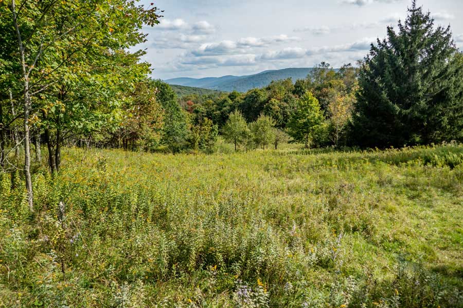 Beaverkill Vista on The old homestead with a pond and apple trees