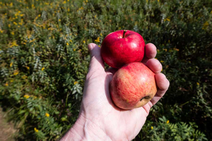 apple trees in the field where the old homestead was located on the Little Pond Trail
