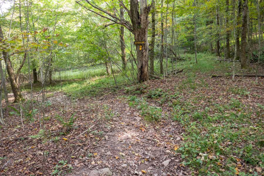 spur trail to Little Pond from the old Barnhart Road