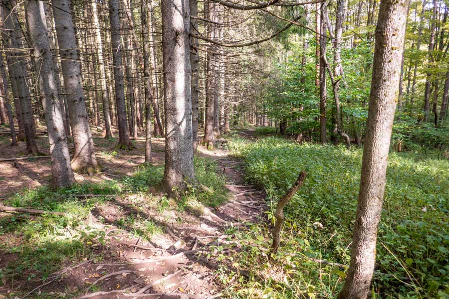 Little Pond Trail runs along a conifer forest before it reaches the swamp