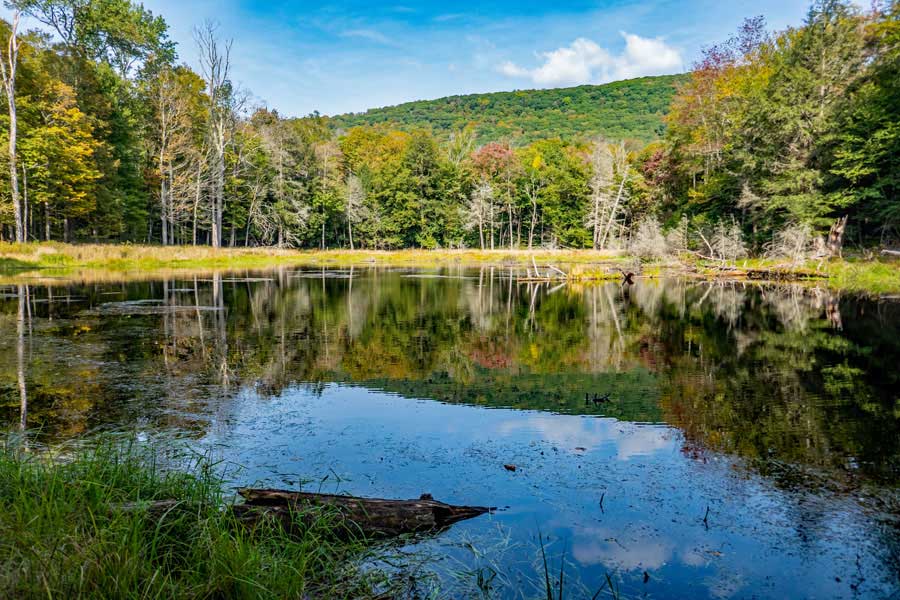 Swamp above Little Pond