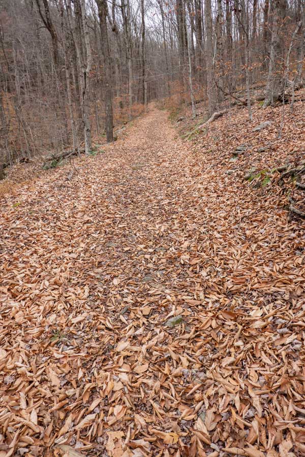 climb up the Middle Mud Pond Trail