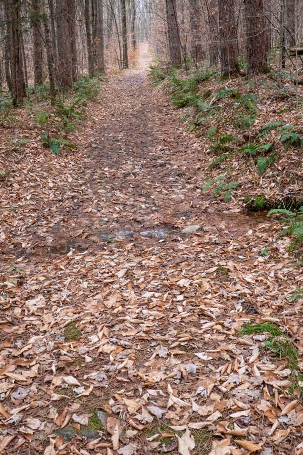 Mud Pond 
