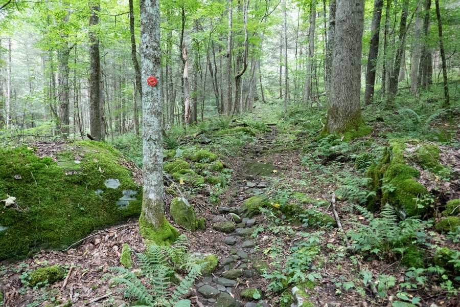 switchback Huckleberry Loop Trail