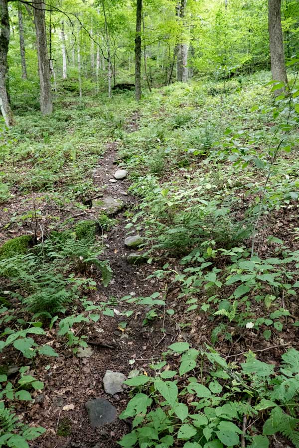The Huckleberry Loop at the beginning of the hike