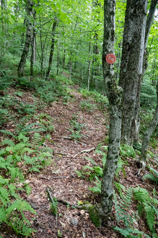 The Huckleberry Loop where the ferns start showing up