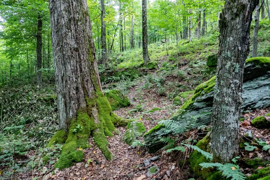 approaching the ridge line on the first section of the huckleberry loop trail