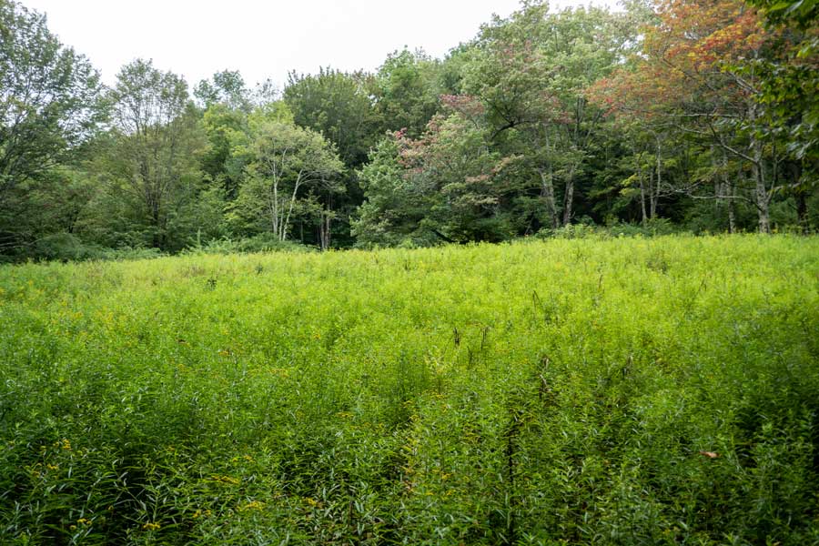 open field at the top of the ridge line of the first section of the huckleberry loop trail