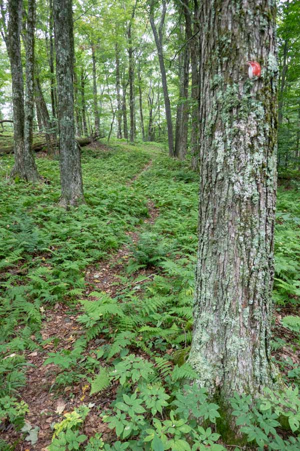 another large fern glade filling the forest floor around the trail on The Huckleberry Loop 