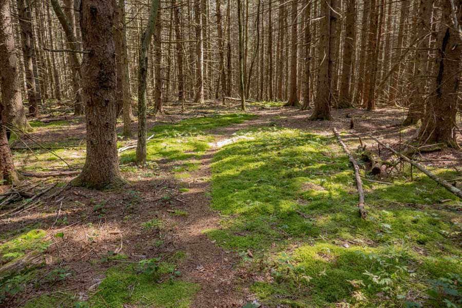 conifer forest near Ploutz Road on the huckleberry loop trail in the dry brook ridge wild forest