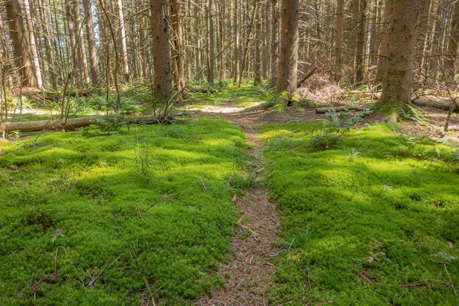 mossy conifer forest on the upper part of the Huckleberry Loop Trail