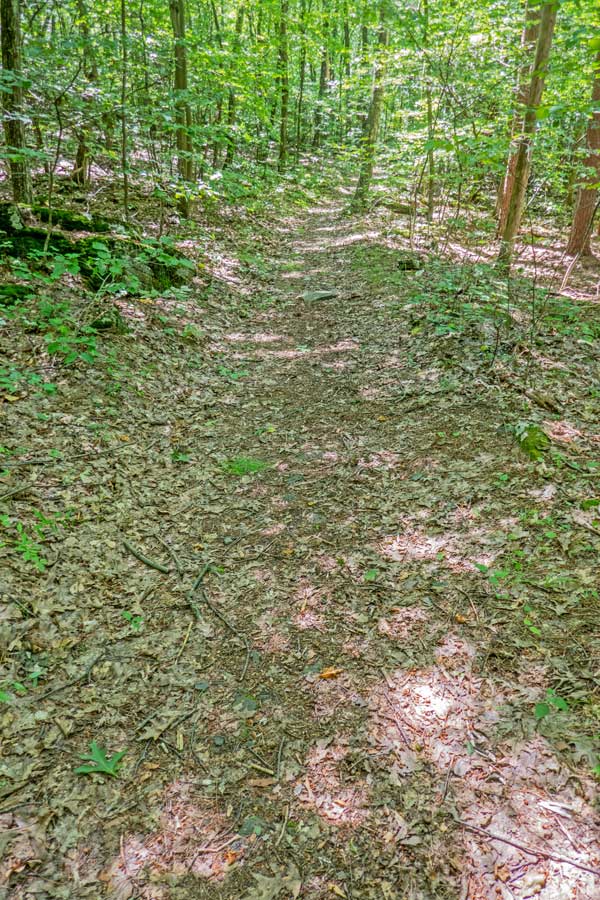 Dediuous forest on the northern section of the Huckleberry Loop Trail