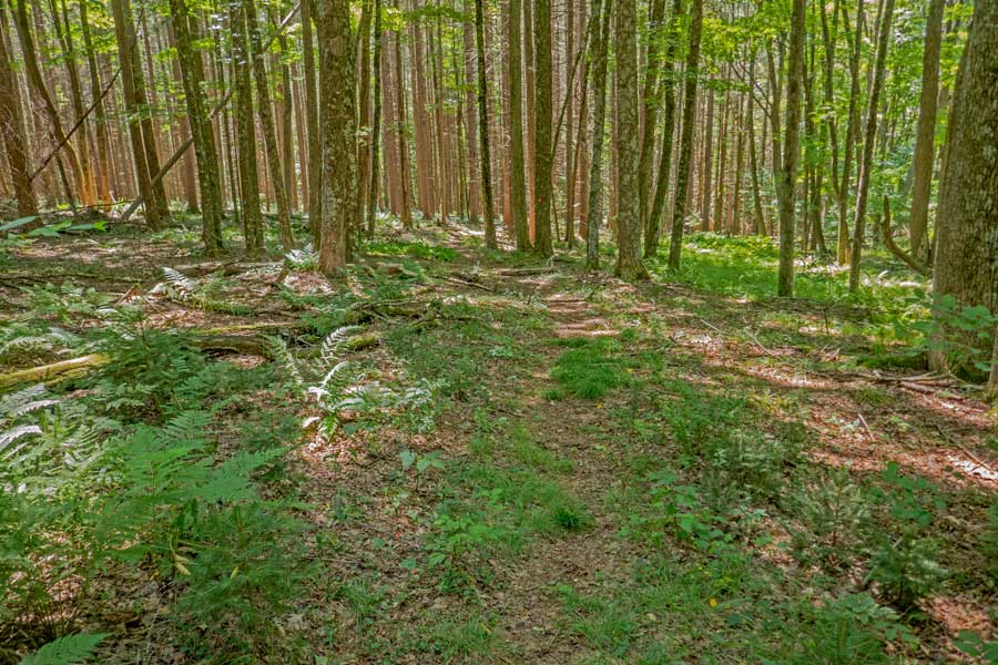 huckleberry loop trail between Hill Road and Huckleberry Brook Road