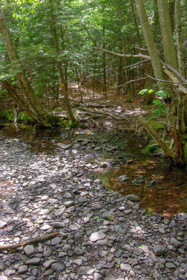 Hell's Hole Creek on the Huckleberry Point Trail