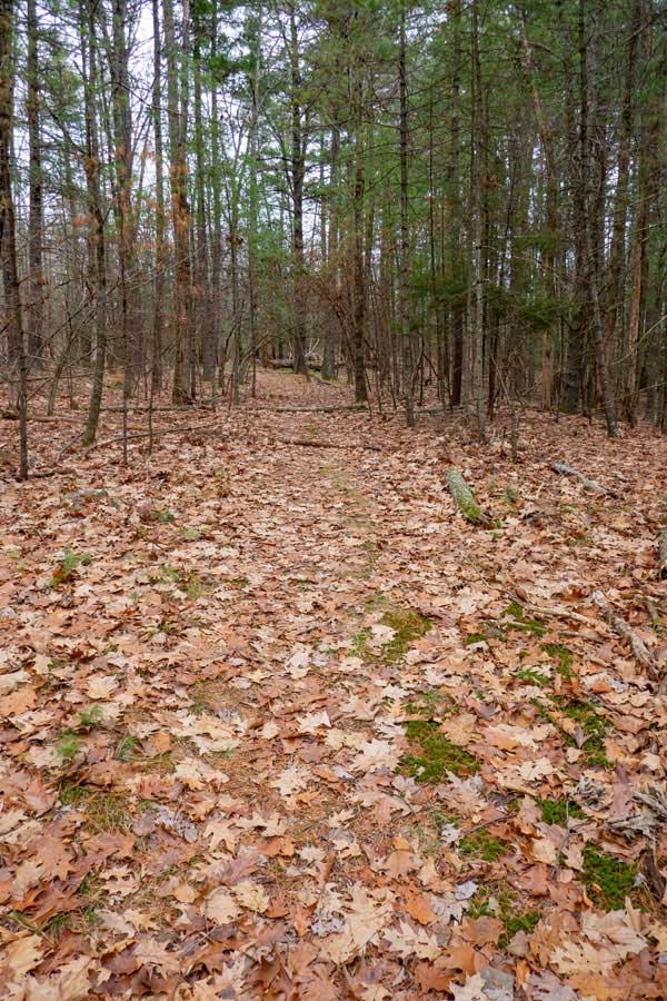 beginning of the Beetree Hill Trail