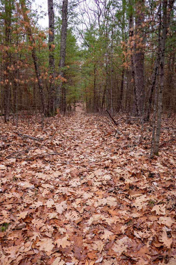 half way up the Beetree Hill Trail, there is a section of the trail closed to hunters