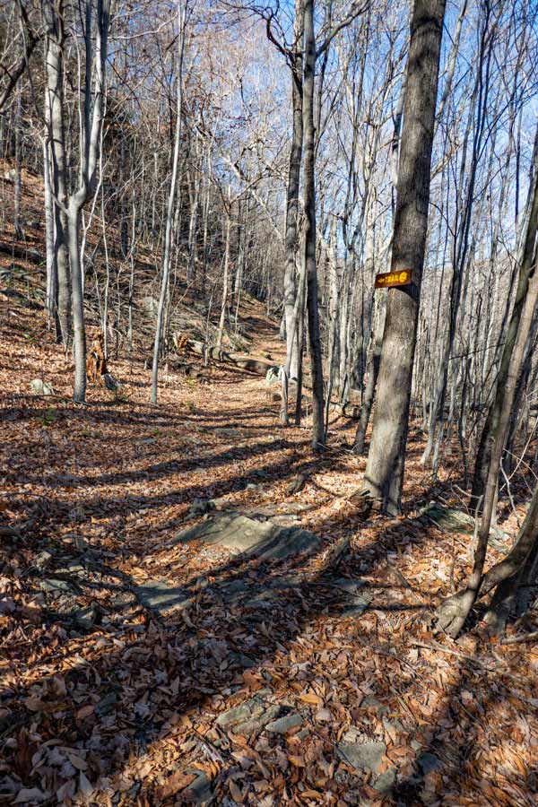 Willow Trail on the lower section of the trail