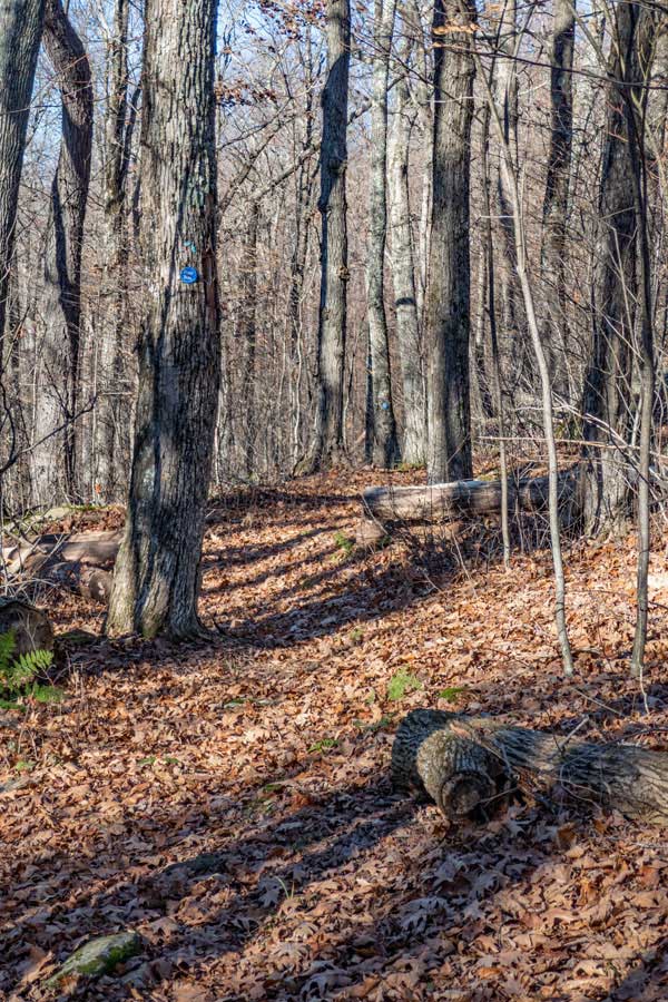 ridge line between Mt Tremper Fire Tower and Willow Junction